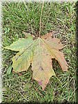 IMG_20241002_135602.jpg