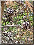 IMG_20241009_140526.jpg