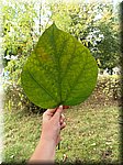 IMG_20241009_141511.jpg