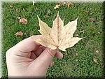 IMG_20241023_134802.jpg